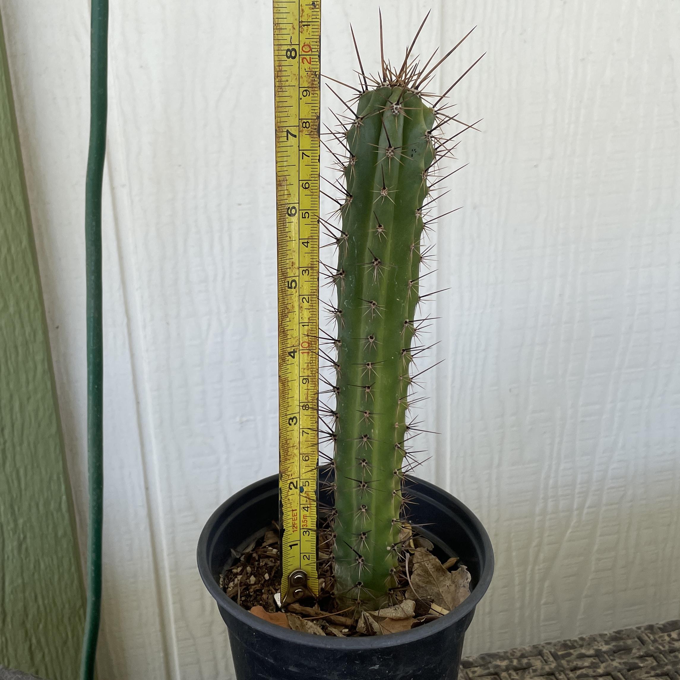 Fully Rooted Peruvian Torch "Clyde x Roseii"