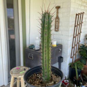 Fully Rooted Peruvian Torch "Clyde x Roseii"