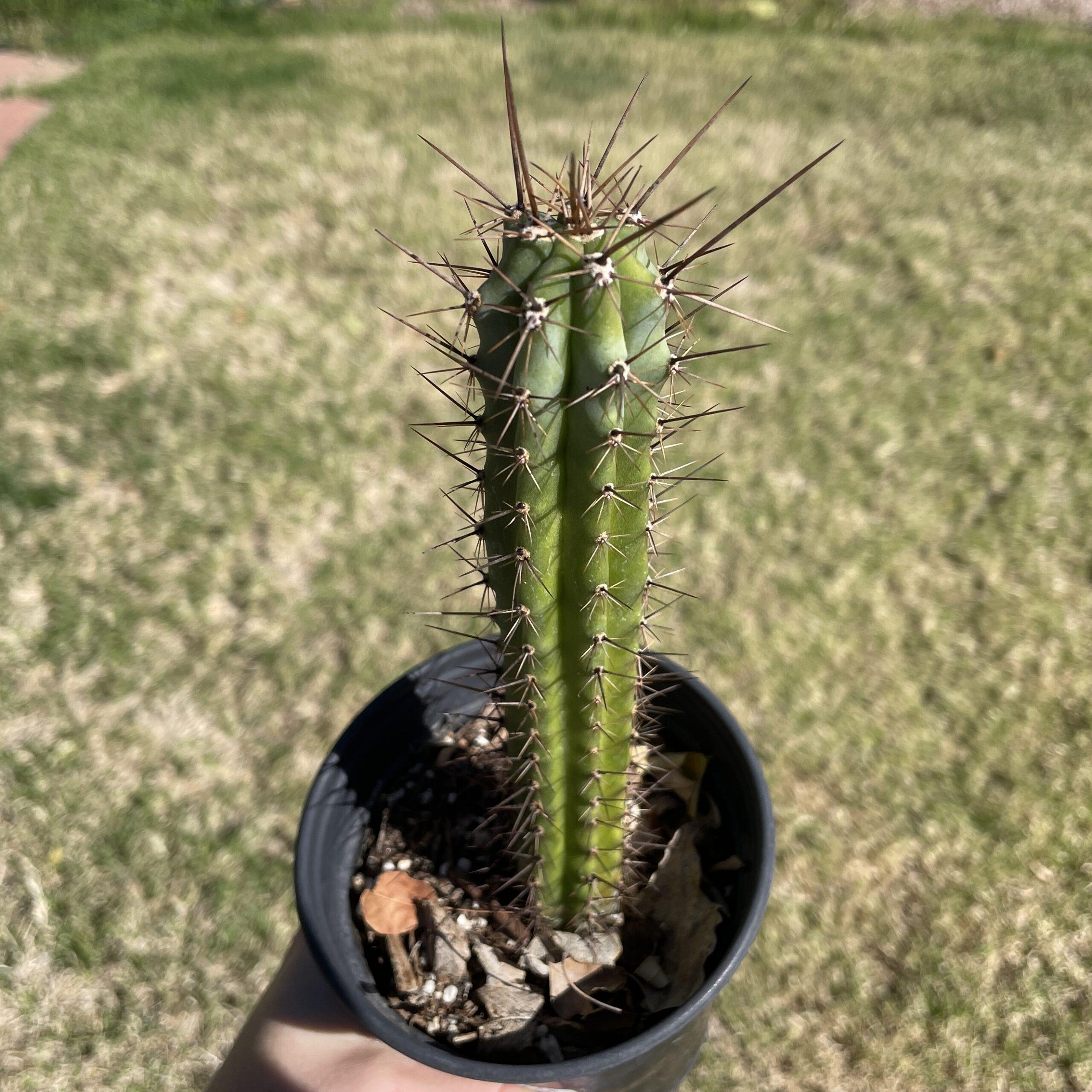Fully Rooted Peruvian Torch "Clyde x Roseii"