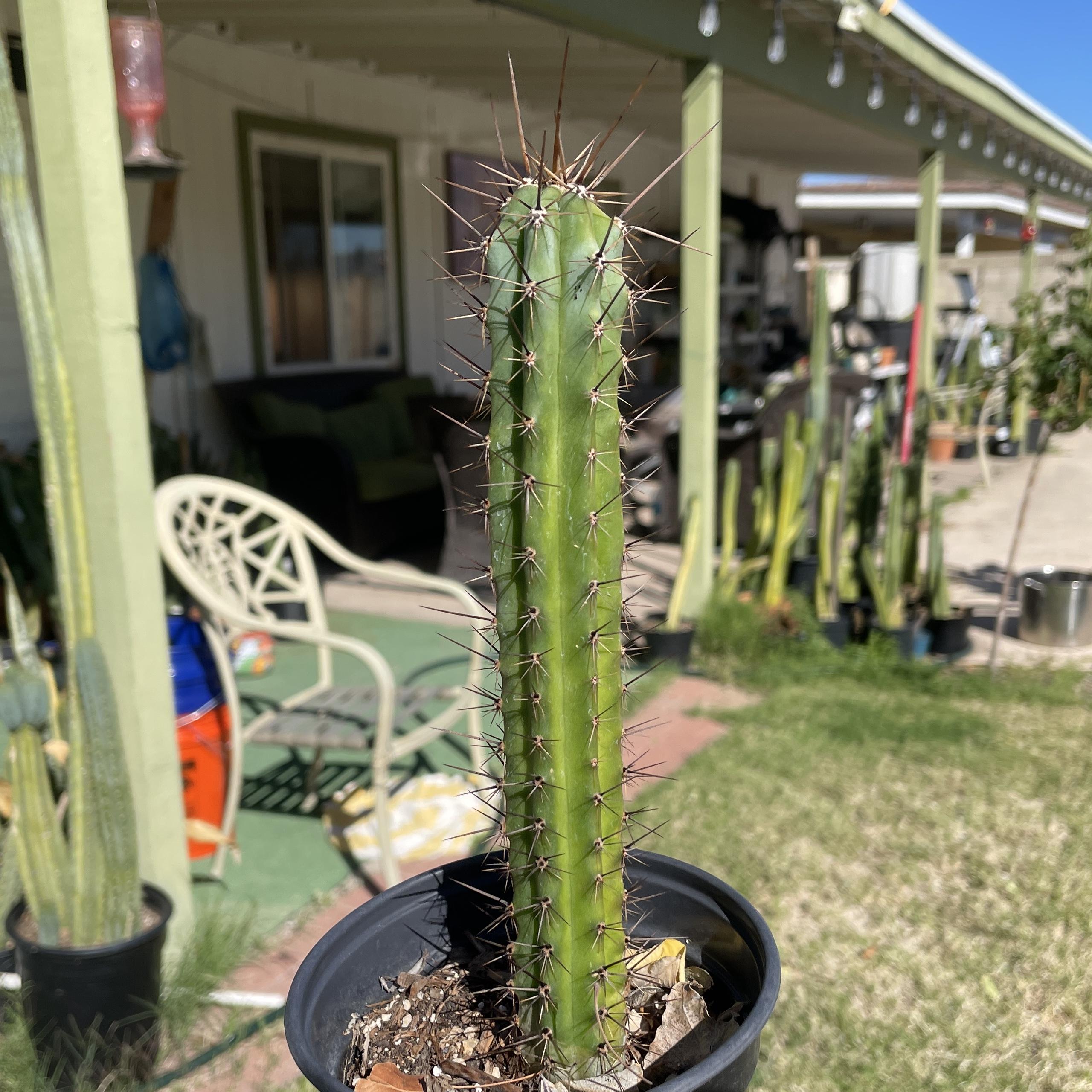 Fully Rooted Peruvian Torch "Clyde x Roseii"