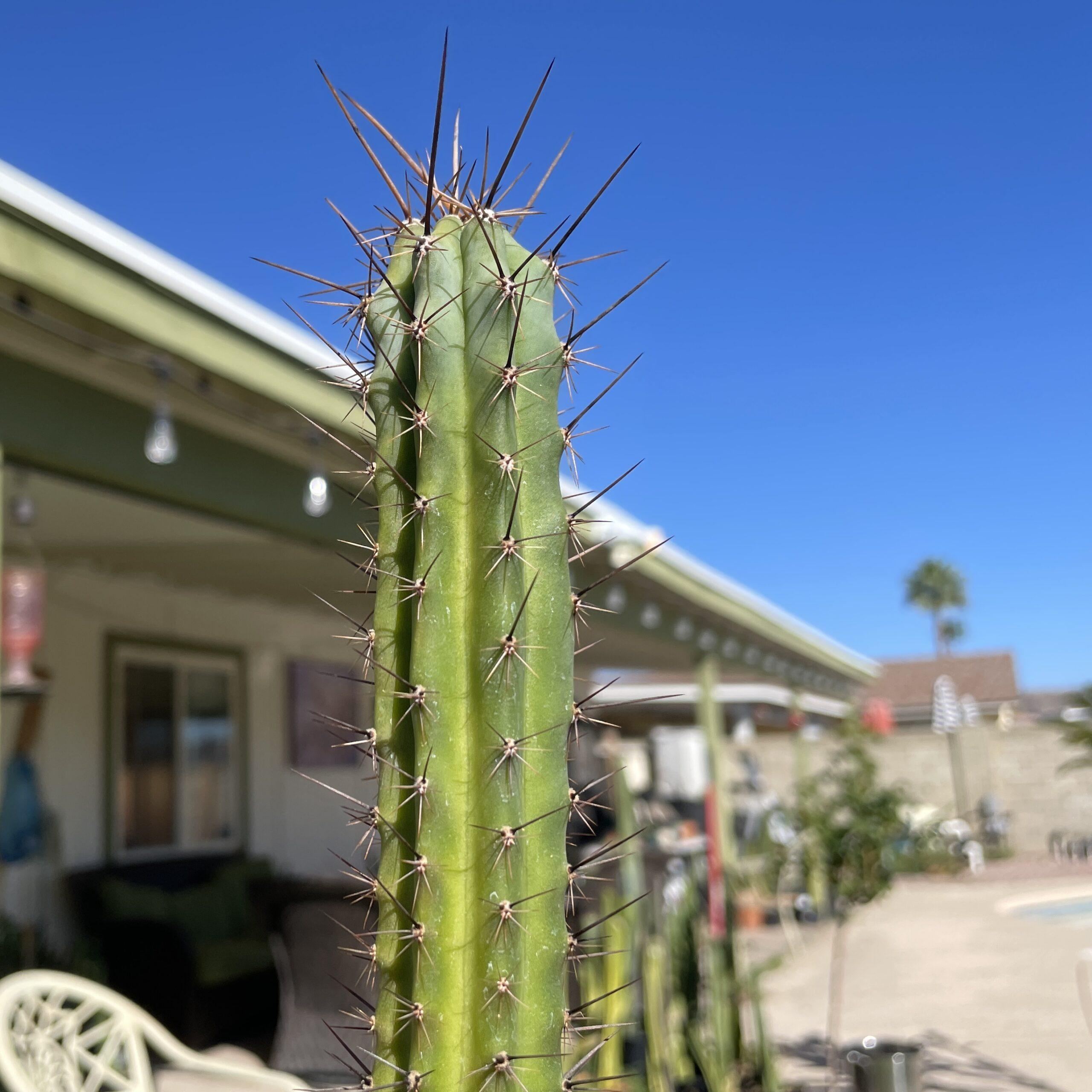 Fully Rooted Peruvian Torch "Clyde x Roseii"