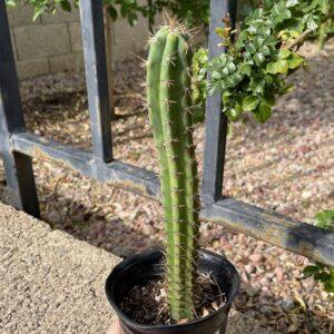 Fully Rooted Peruvian Torch "Clyde x Roseii"