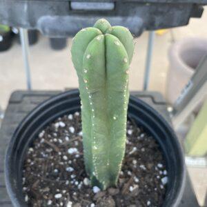 Fully Rooted Dr. G x MP Scopulicola