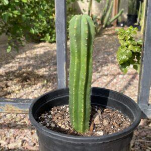 Fully Rooted Scopulicola "Dr. G x MP Scop"