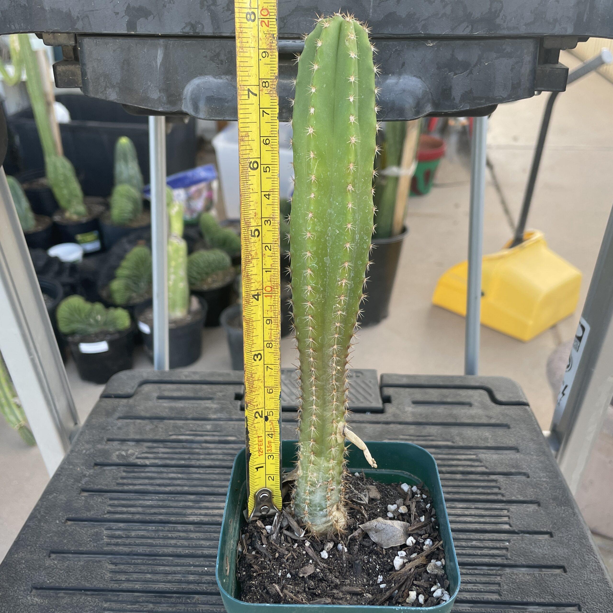 Fully Rooted Dr. G Scop x (Super Pedro x J3)