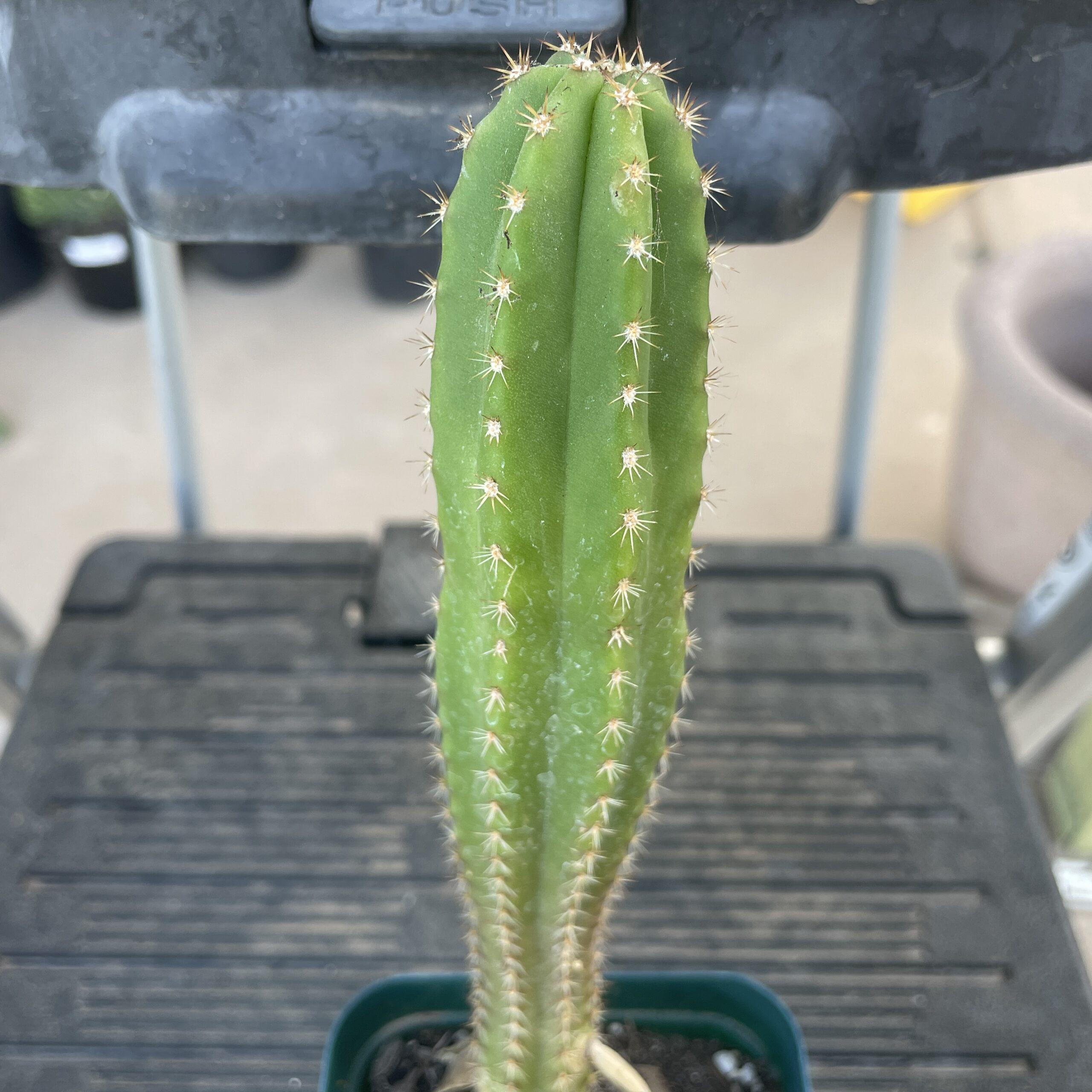 Fully Rooted Dr. G Scop x (Super Pedro x J3)