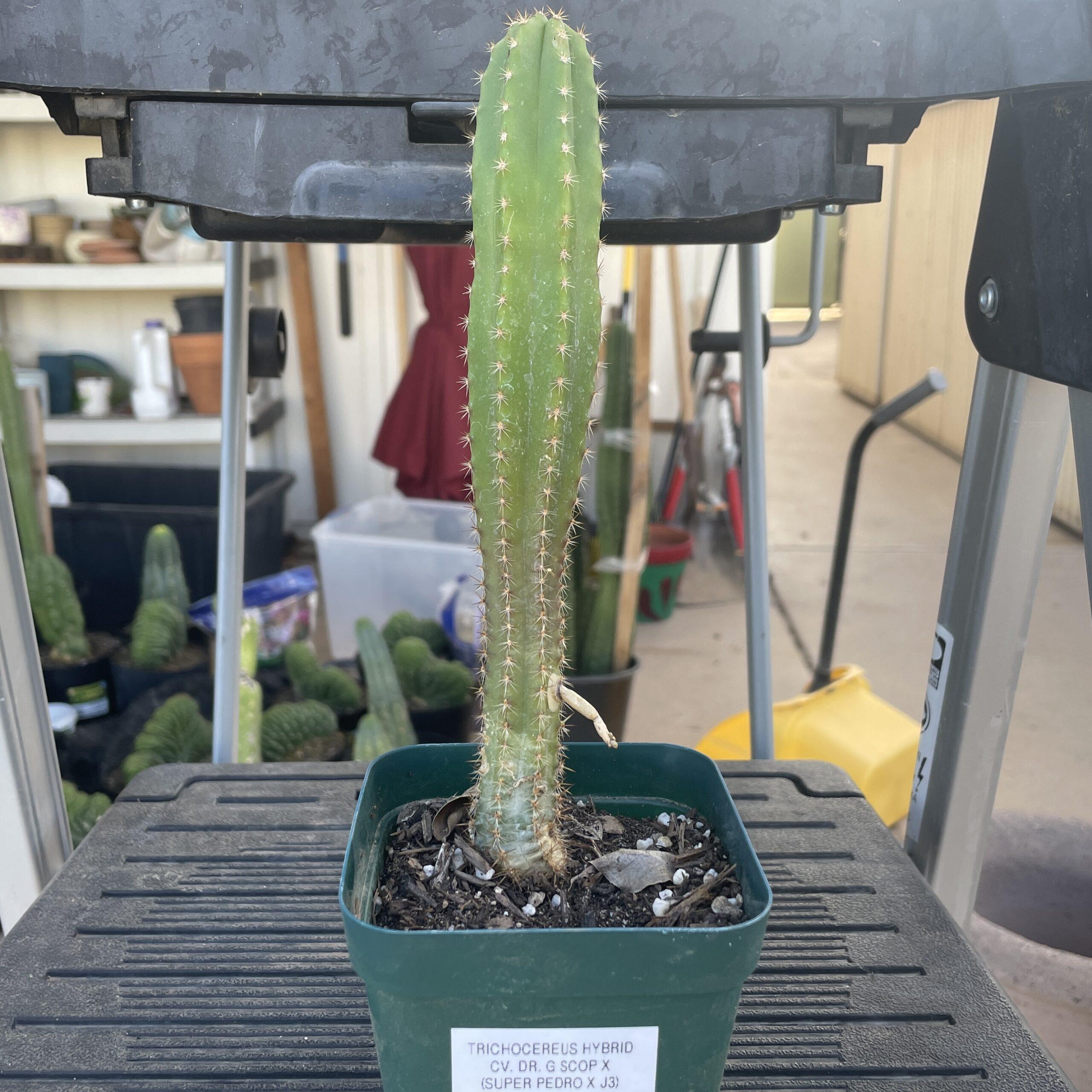 Fully Rooted Dr. G Scop x (Super Pedro x J3)