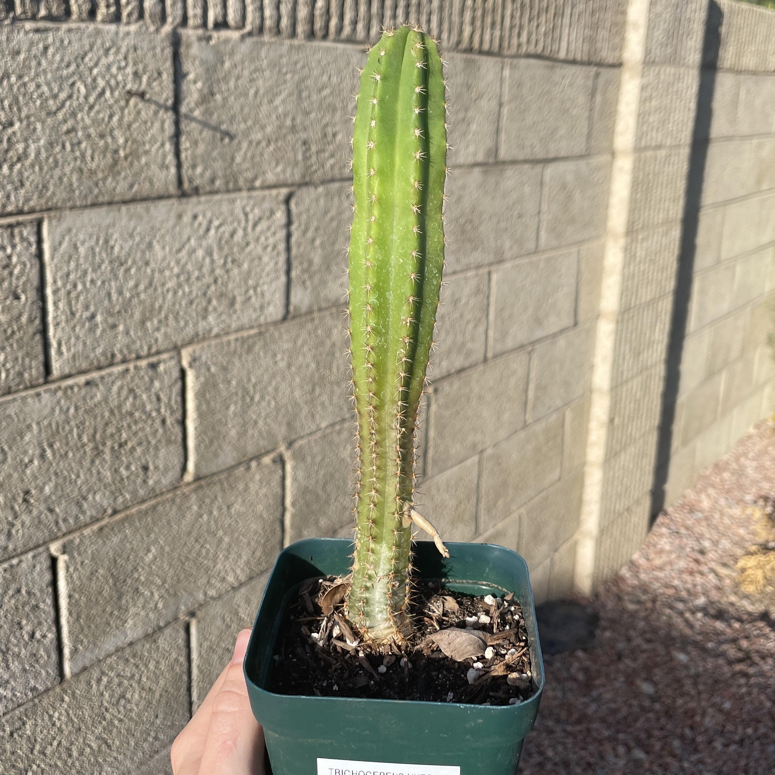 DrGxSuperJ 4Fully Rooted Dr. G Scop x (Super Pedro x J3)