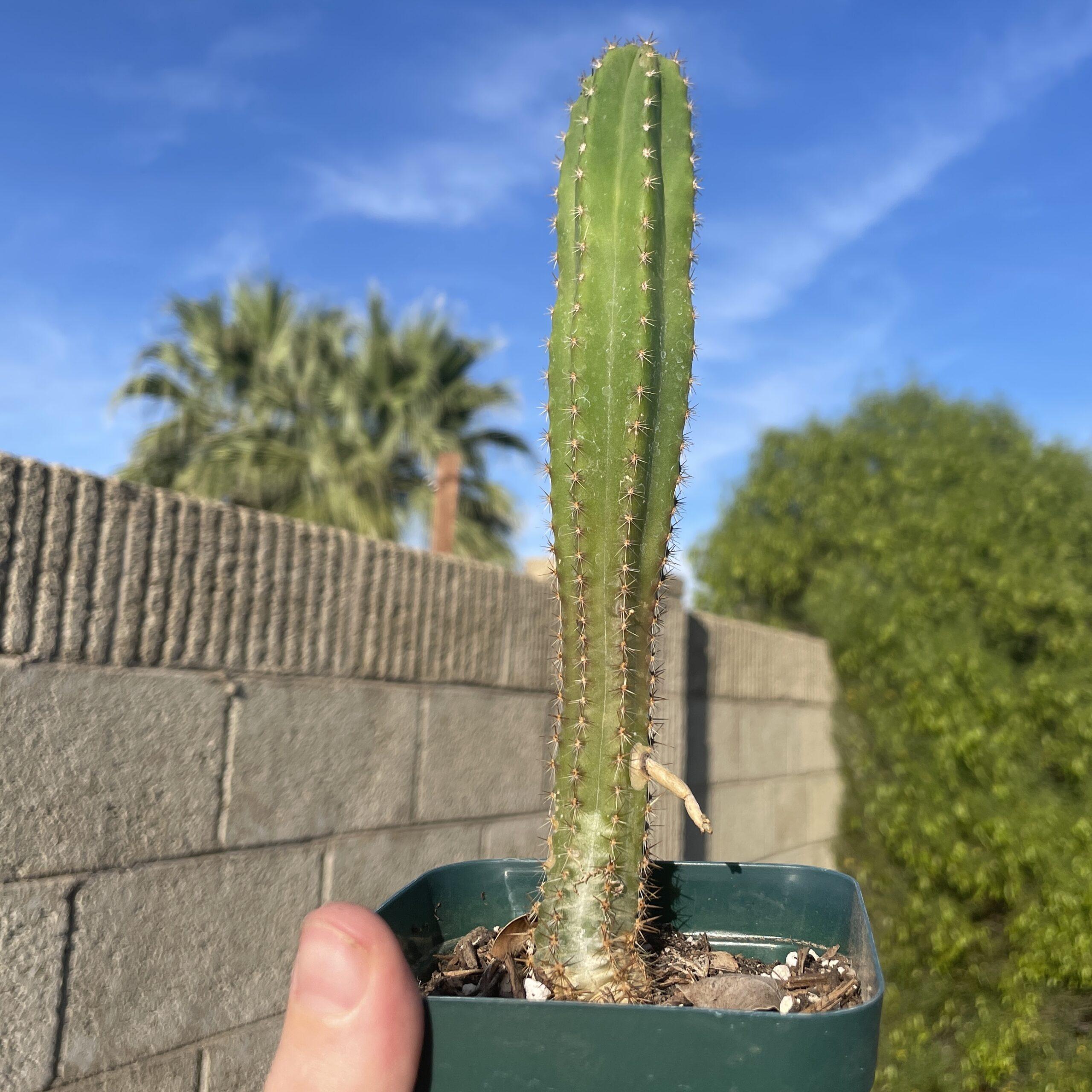 Fully Rooted Dr. G Scop x (Super Pedro x J3)