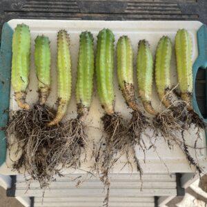 San Pedro "Kimnach x Jessica" Seedlings