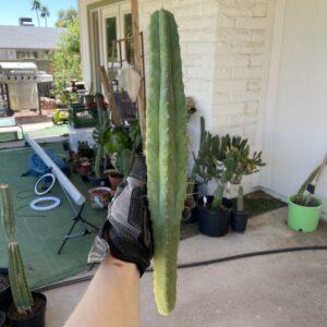 16 inch Macrogonus x Bridgesii "Lumberjack" Cutting