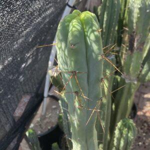 15 inch Bridgesii "Bolivian Torch" Cutting
