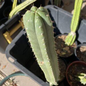 15 inch San Pedro "Yowie" Cutting