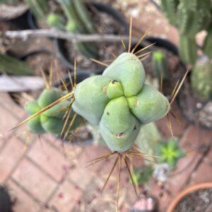 12 inch Bridgesii Four Winds Cutting