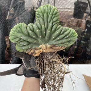 Fully Rooted Crested San Pedro (TPC)