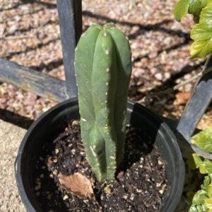 Fully Rooted Dr. G x MP Scop