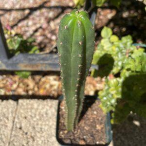 Fully Rooted Dr. G x Bridgesii "SS02"