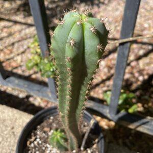 Fully Rooted Dr. G x (Super Pedro x J3)