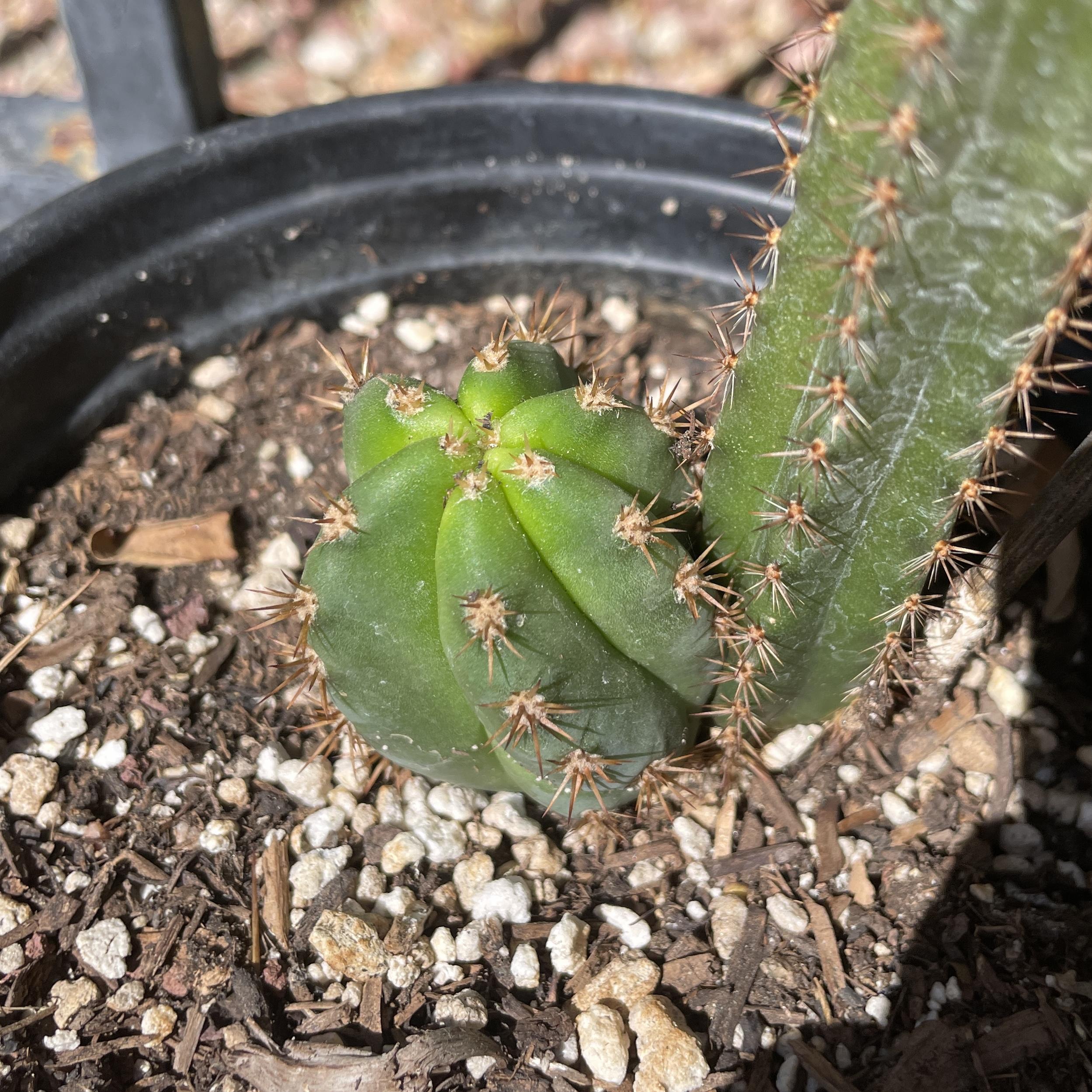 Fully Rooted Dr. G x (Super Pedro x J3)