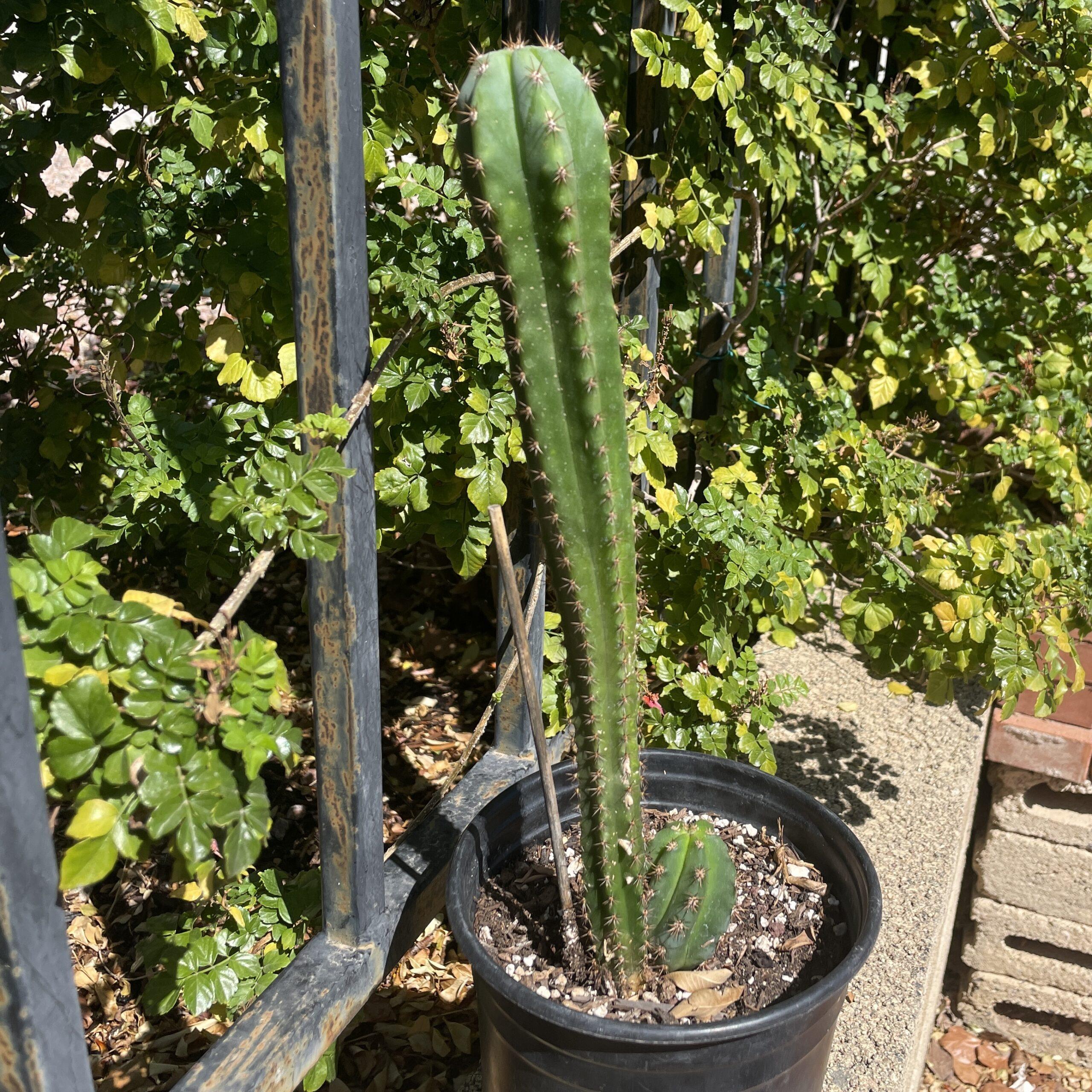 Fully Rooted Dr. G x (Super Pedro x J3)