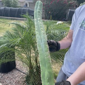 26.5 inch Highland Huanu Cutting