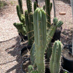 16 inch T. Bridgesii "Bolivian Torch" Cutting