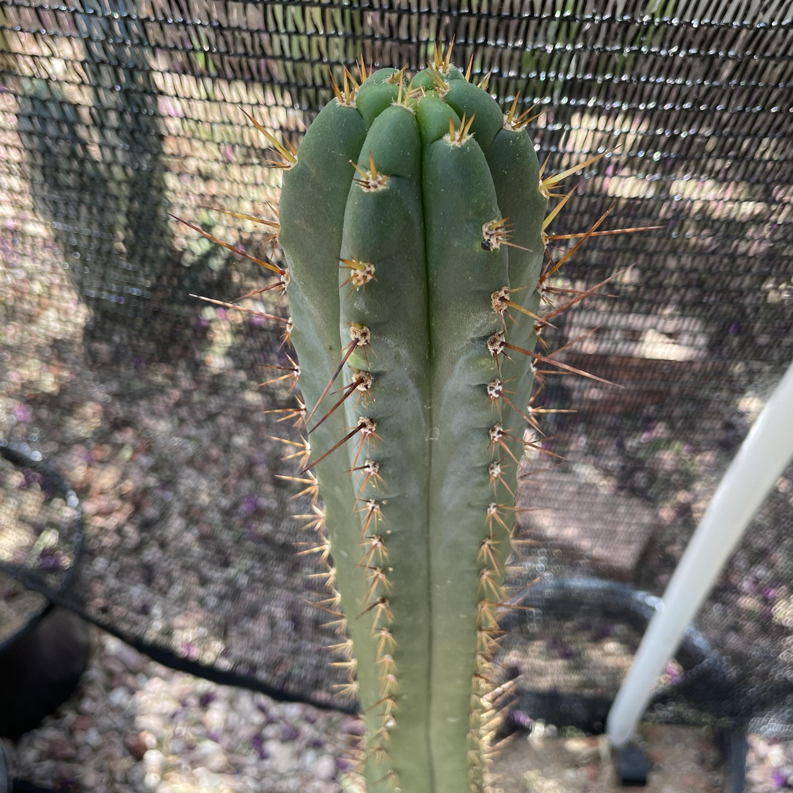 16 inch T. Peruvianus "Peruvian Torch" Cutting