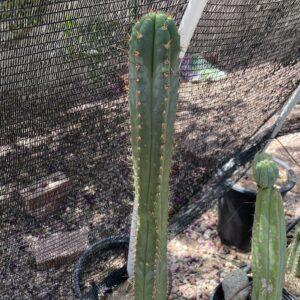 16 inch T. Peruvianus "Peruvian Torch" Cutting