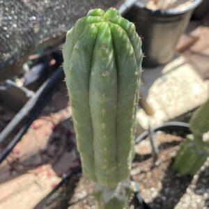 12 inch San Pedro "Ogunbodede" (Ogun) Cutting