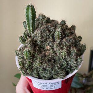 Super Crested San Pedro Hybrid "Oscar" x Scop