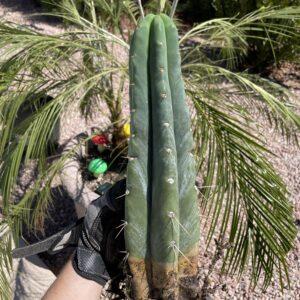 Fully Rooted Pachanoi x Bridgesii (San Pedro x Bolivian Torch)