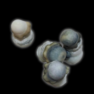 P. Cubensis "PermaFrost" Isolated Spore Syringe