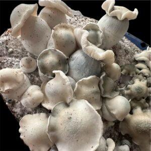 P. Cubensis "Steel Yeti" ISO