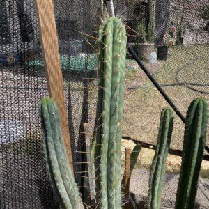 14 inch T. Bridgesii "Phoenix Torch" Cutting