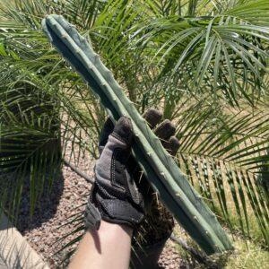 15.5 inch T. Bridgesii "Pyscho0" Cutting