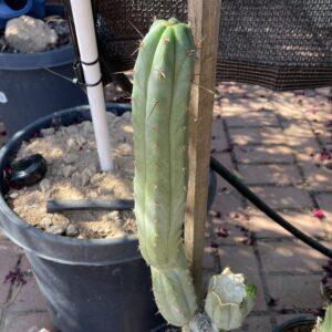 15 inch Bridgesii x Peruvianus "SS02 x Serra Blue" Cutting