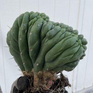 Fully rooted thick Crested San Pedro