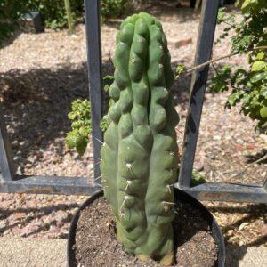 Fully Rooted Monstrose San Pedro