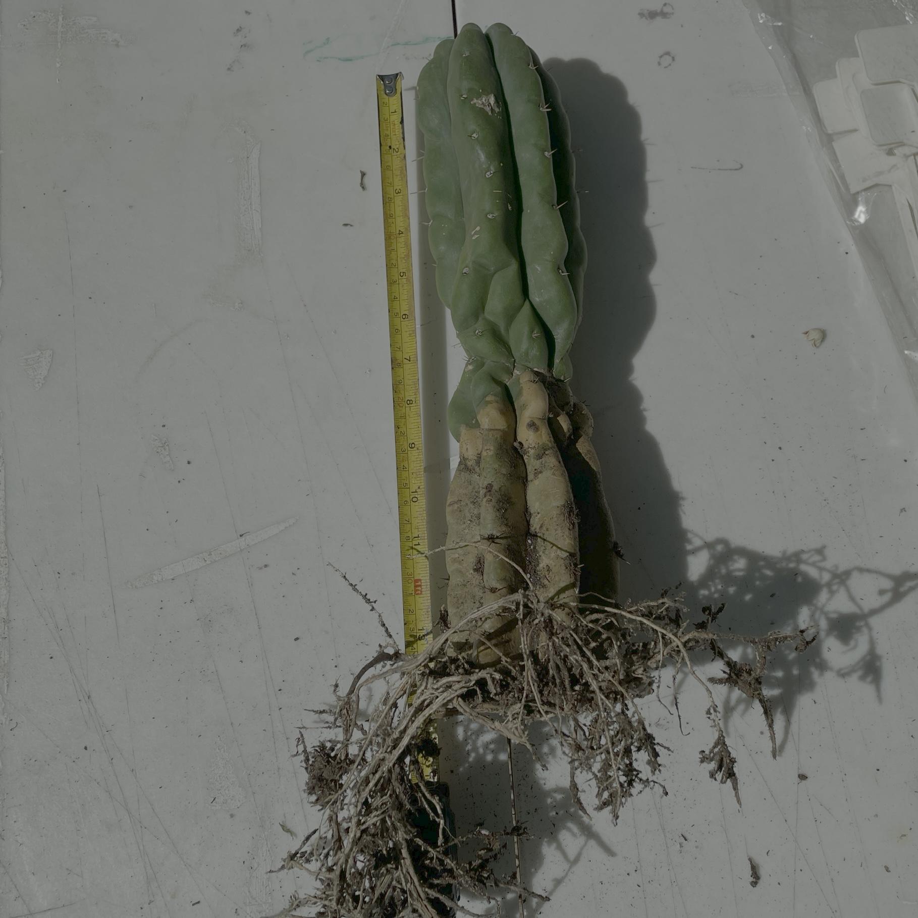 Fully Rooted San Pedro "Monstrose" (TPM)