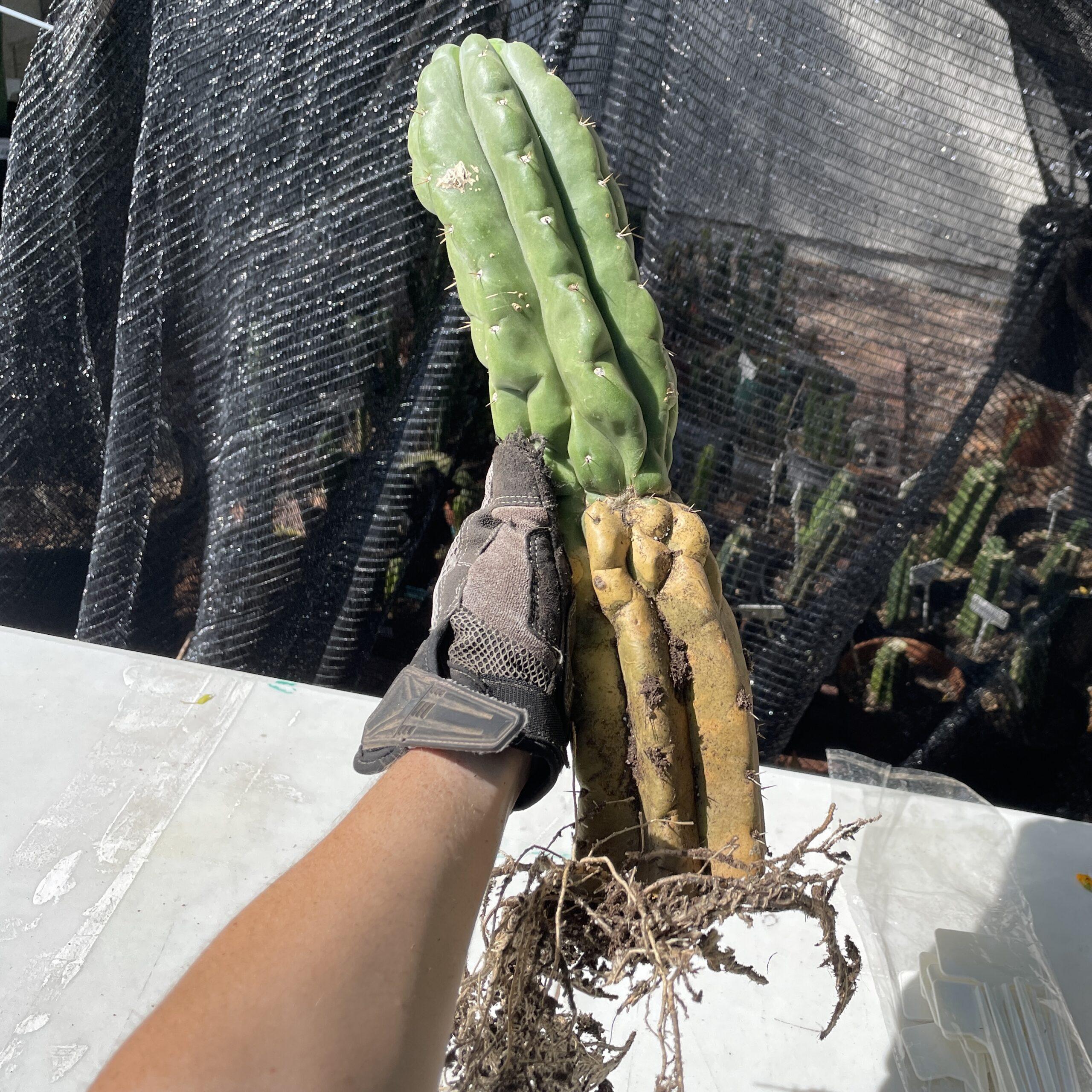 Fully Rooted San Pedro "Monstrose" (TPM)