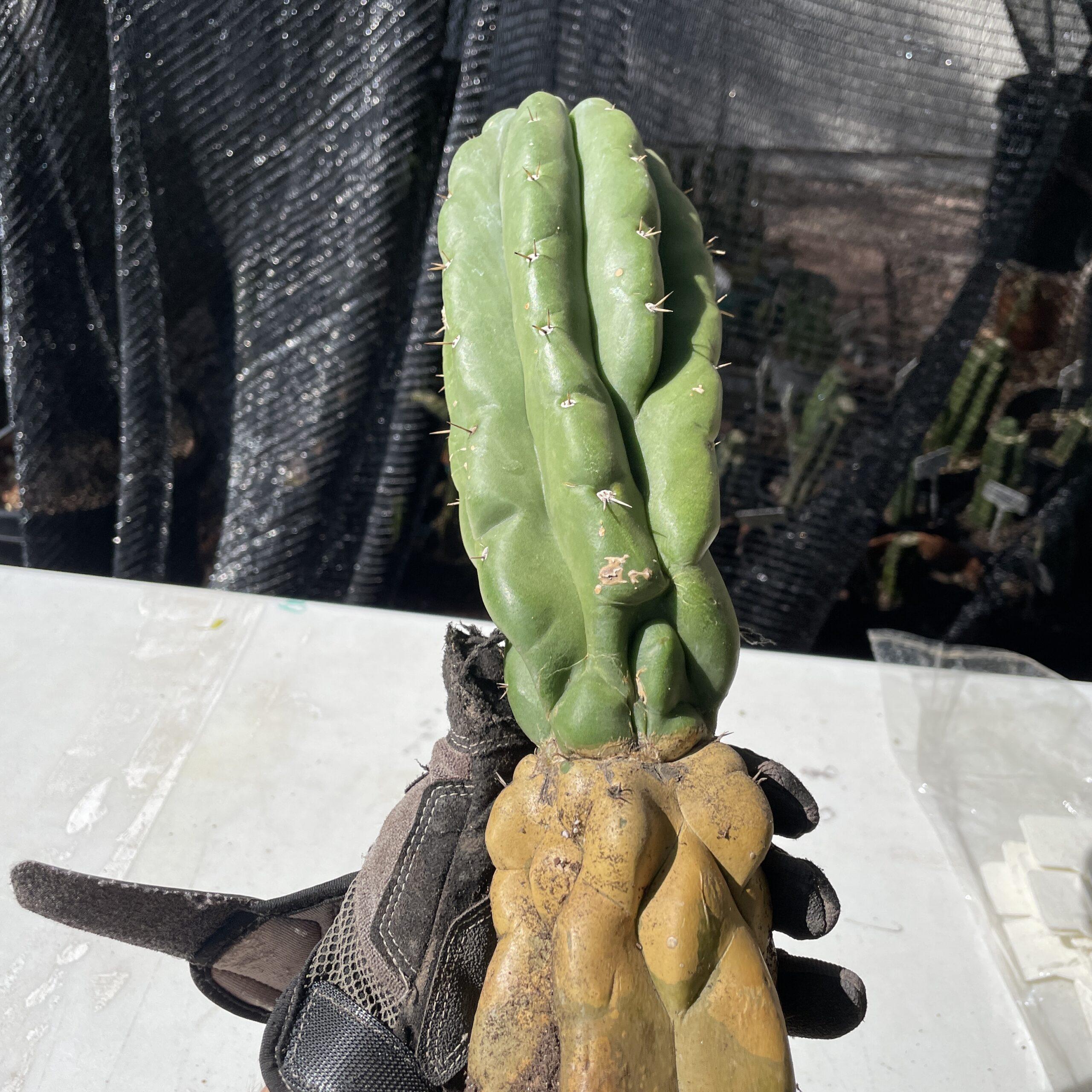 Fully Rooted San Pedro "Monstrose" (TPM)