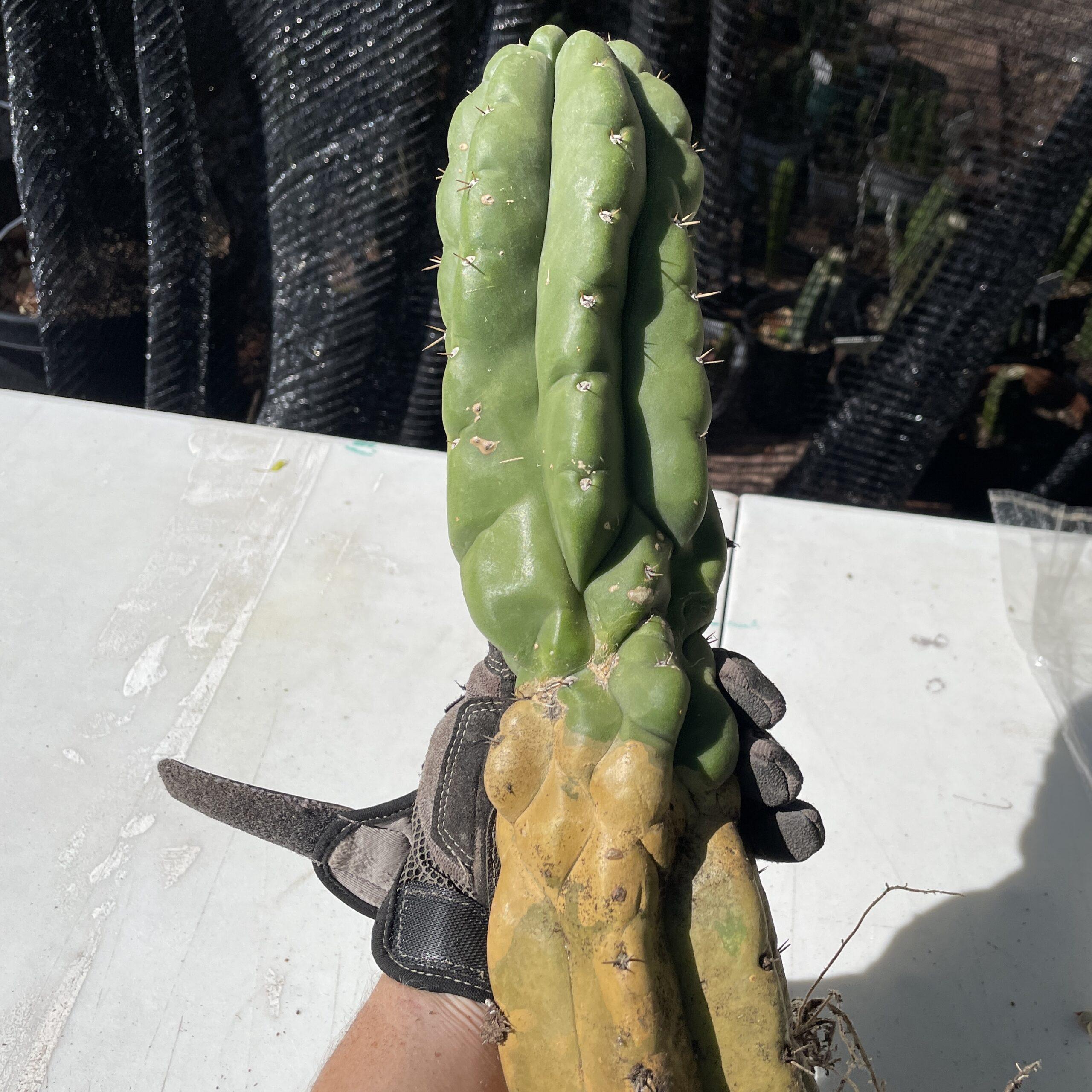 Fully Rooted San Pedro "Monstrose" (TPM)