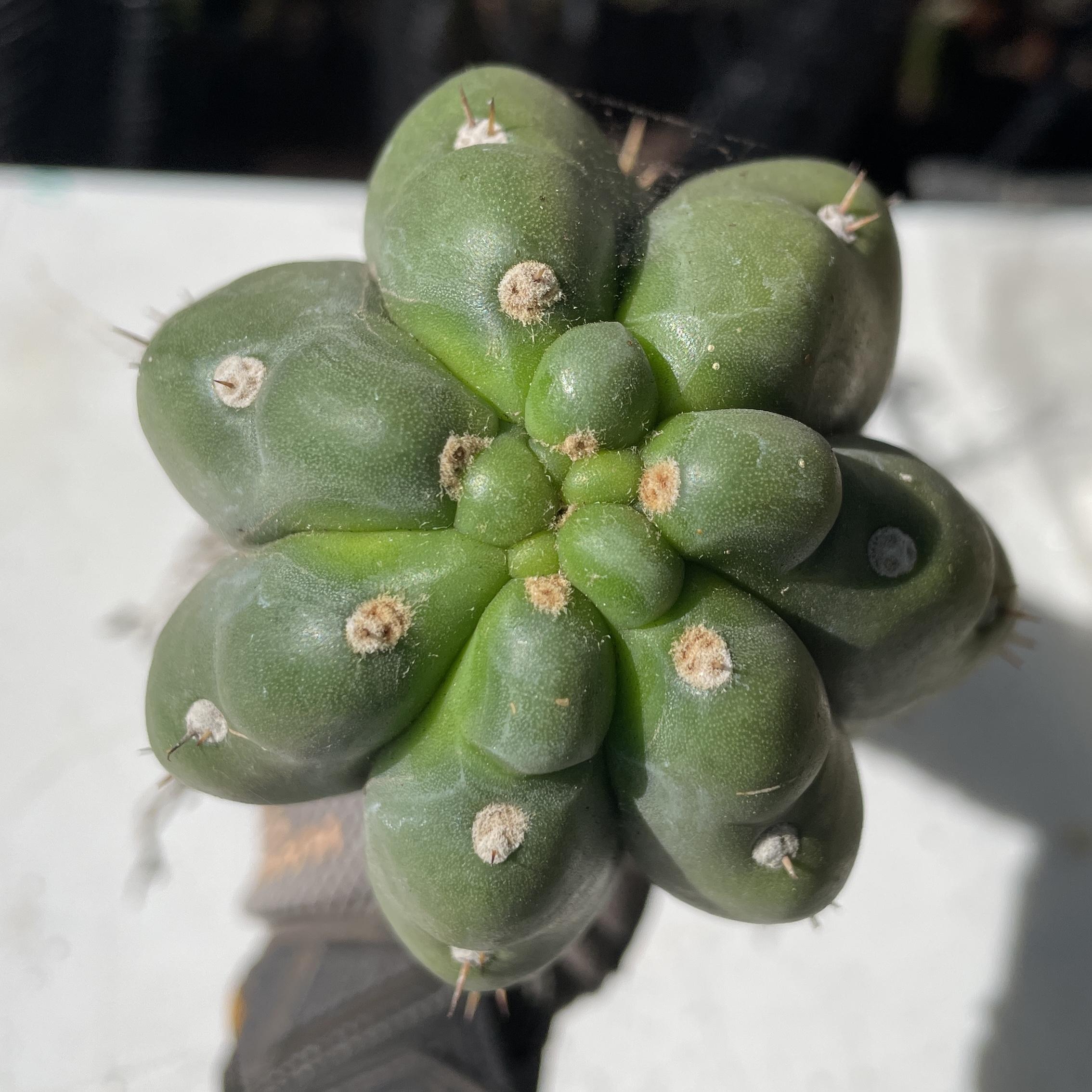 Fully Rooted San Pedro "Monstrose" (TPM)