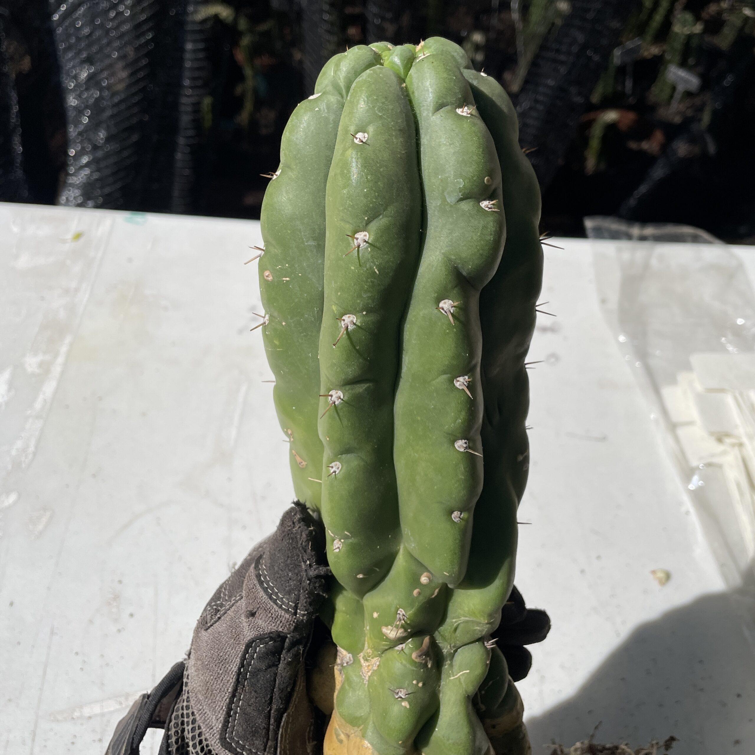 Fully Rooted San Pedro "Monstrose" (TPM)