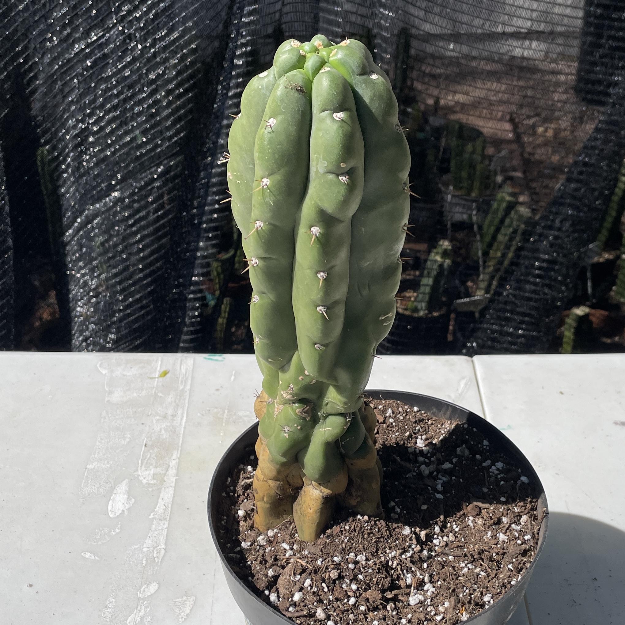 Fully Rooted San Pedro "Monstrose" (TPM)