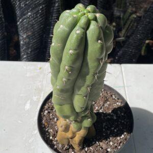 Fully Rooted San Pedro "Monstrose" (TPM)