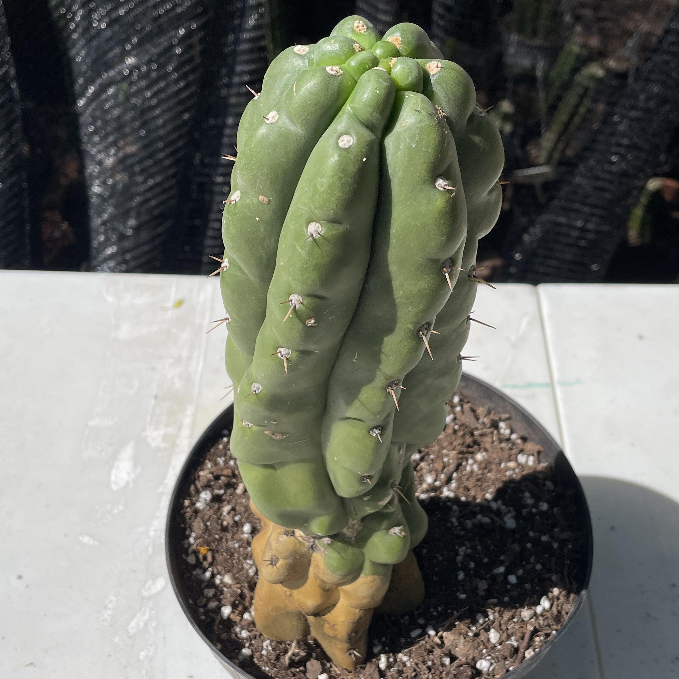 Fully Rooted San Pedro "Monstrose" (TPM)