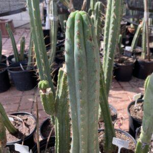 15 inch T. Pachanoi "TPQC" Cutting