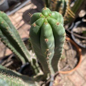 17 inch San Pedro "Nuestra Bonita" Cutting