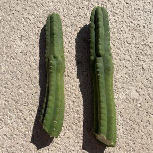 San Pedro "Monstrose" (TPM) 2 Pack